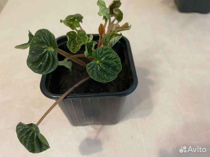 Пеперомия сморщенная