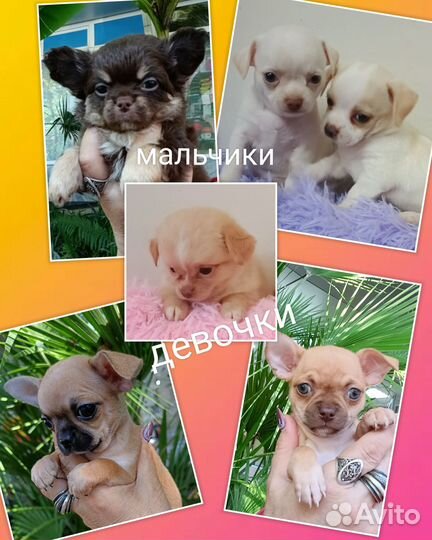 Щенки чихуахуа/мальчики