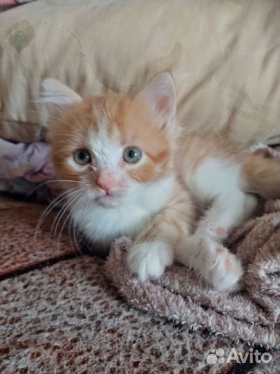 Кошка в дар бесплатно