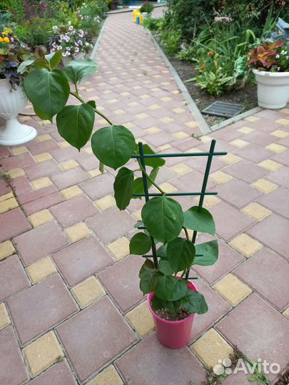 Бугенвиллия уже не черенки и мультифлора