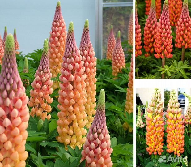 Люпины красноцветковые: саженцы и семена. Доставка