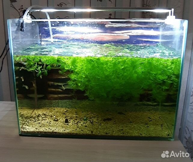 Рыбы дельфины