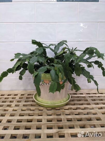 Комнатный цветок декабрист