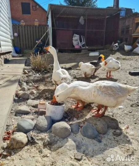 Гуси на племя