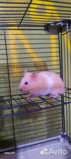 Сирийские хомячки