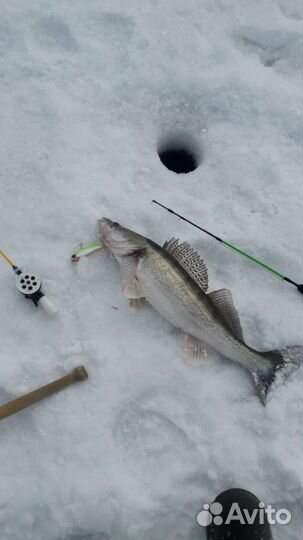 Живая, свежая рыба