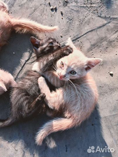 Котята в добрые руки бесплатно