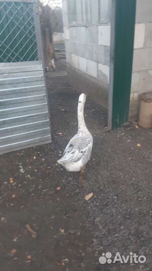 Гусь Русский