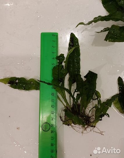 Папоротник таиландский