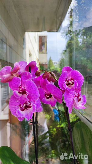 Орхидея фаленопсис