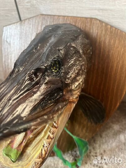 Чучело головы щуки