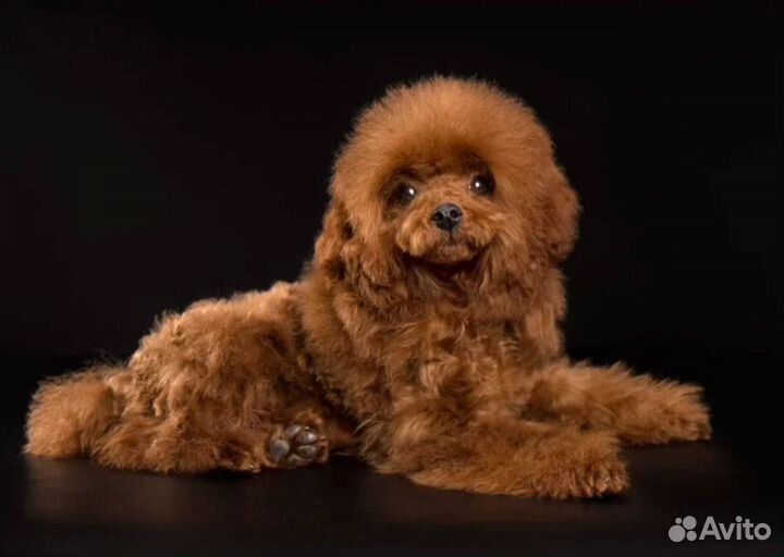 Тикап тедди пудель китай