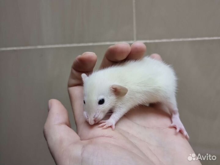 Крысята крыса дамбо хаски голубые шоколад