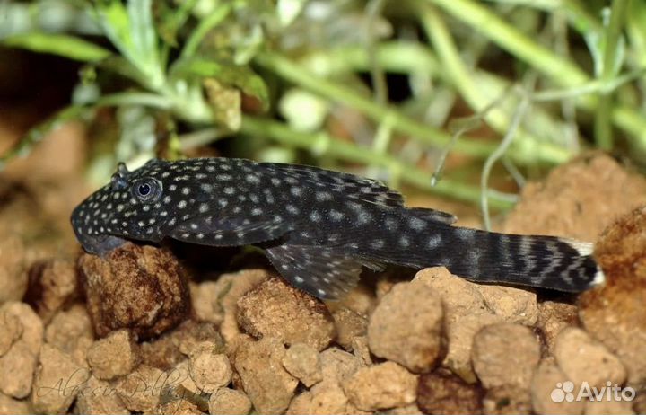 Сомик Анциструс