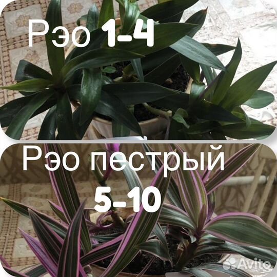 Рэо, Рэо пестрый