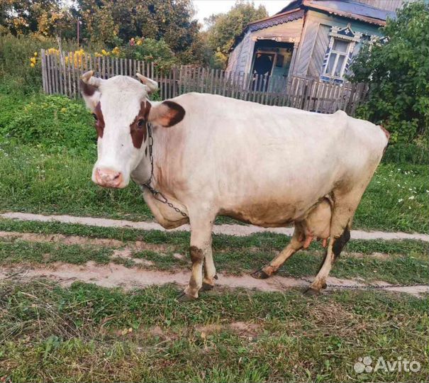 Корова дойная