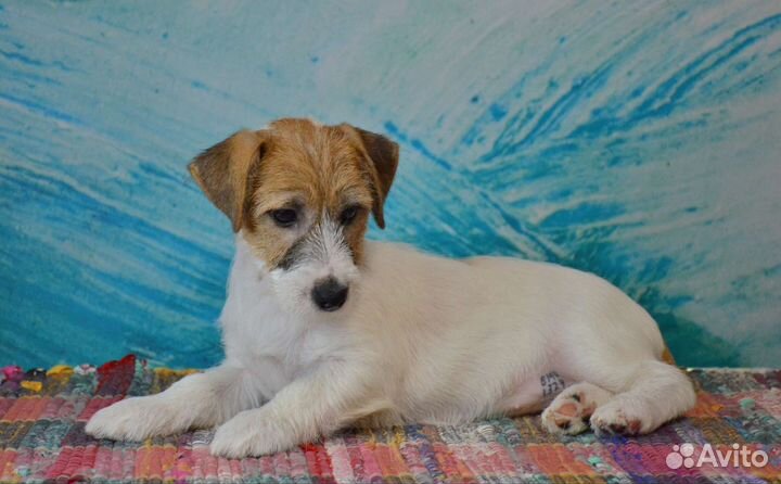 Щенок Джек Рассел терьера. Девочка