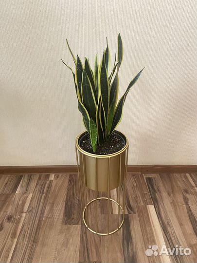 Кашпо горшок и комнатные на выбор