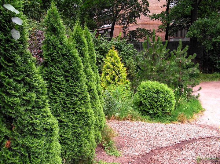 Туя колумна