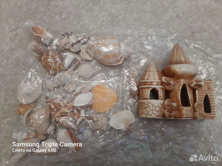 Морские ракушки раковины