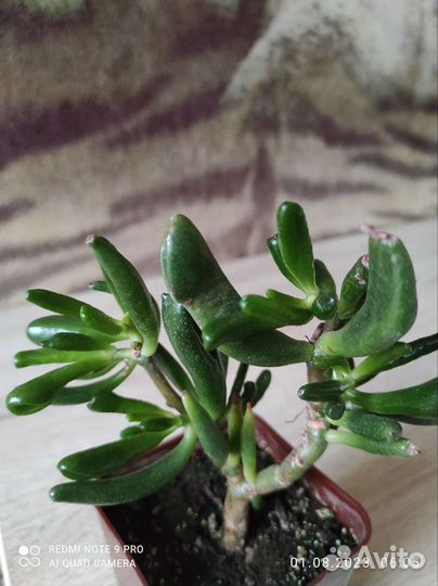 Крассула Хоббит (Толстянка)