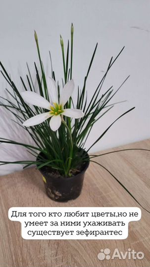 Зефирантес