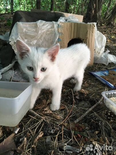 Котята в добрые руки