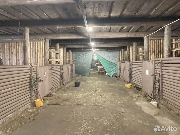 Постой лошадей