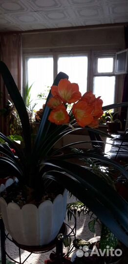 Гиппиаструм