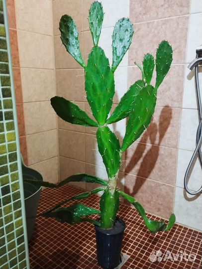 Взрослый Кактус Опунция Бергера 105см