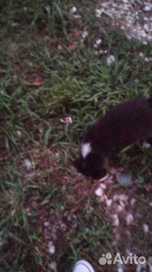 Собаки бесплатно в добрые руки