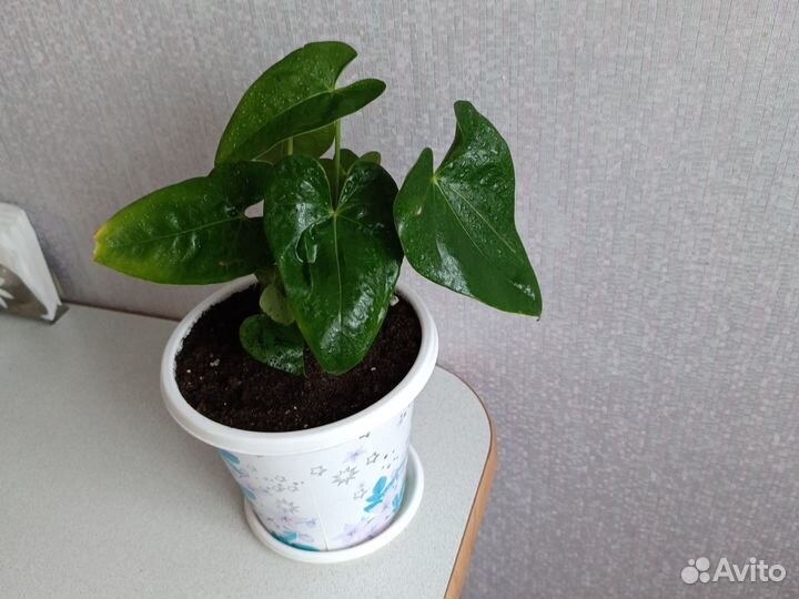 Антуриум, мужское счастье