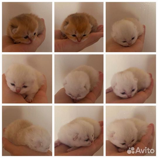 Британские котята