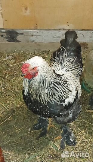 Петухи породы брама