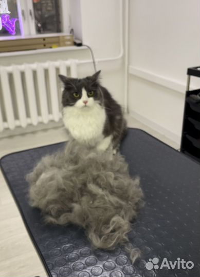 Груминг кошек