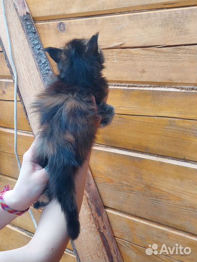 Красивые котята мейнкун