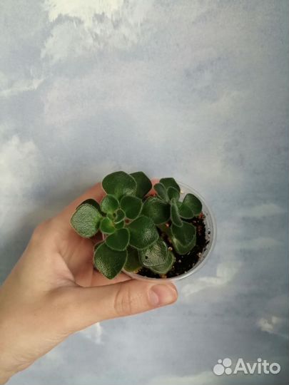 Разные комнатные растения