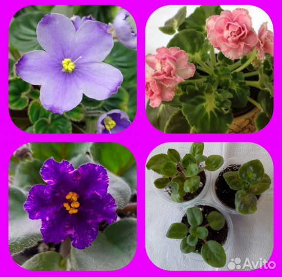 Детки сортовых фиалок набором из 3 штук