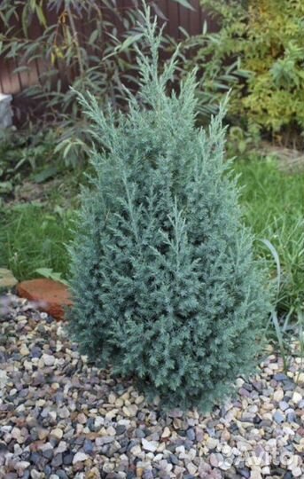 Можжевельник Стрикта