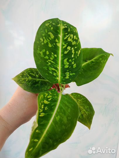 Диффенбахия