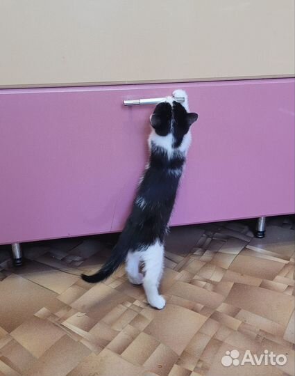 Кошка в дар