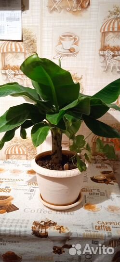 Карликовый банан