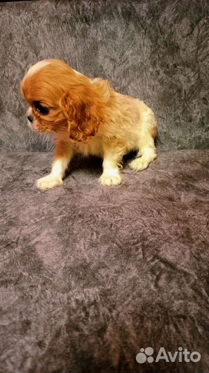 Мини мальчик Кавалер