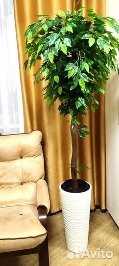 Декоративное дерево Фикус