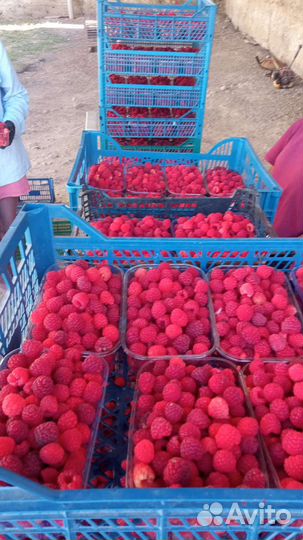 Саженцы малина палана