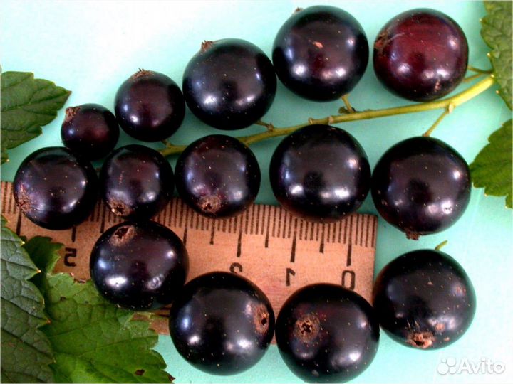 Саженцы крыжовника и смородины