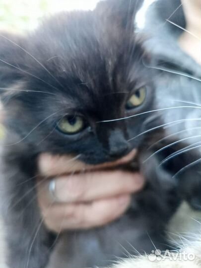 Кошки Котята