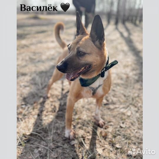 Собака Василиса из приюта