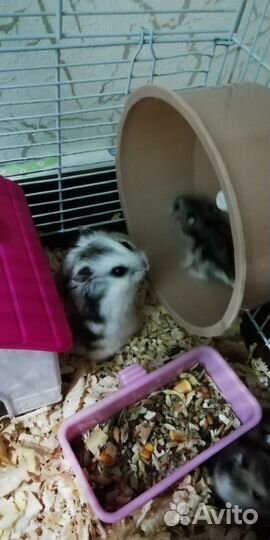 Джунгарский хомяк