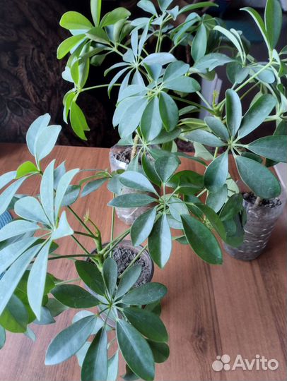 Комнатные цветы